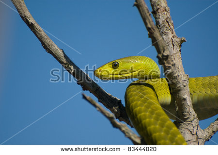 Eastern Green Mamba svg #16, Download drawings
