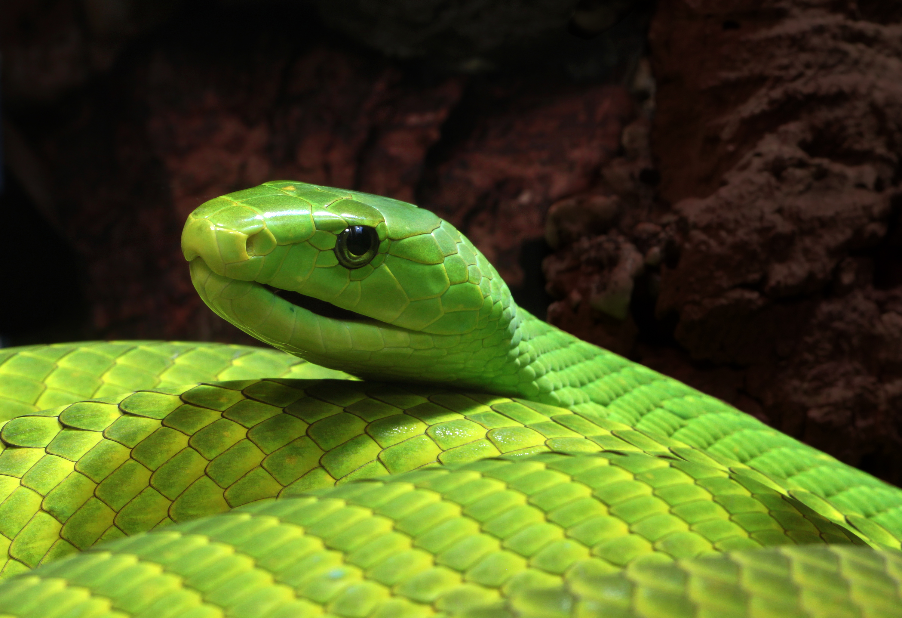 Eastern Green Mamba svg #7, Download drawings