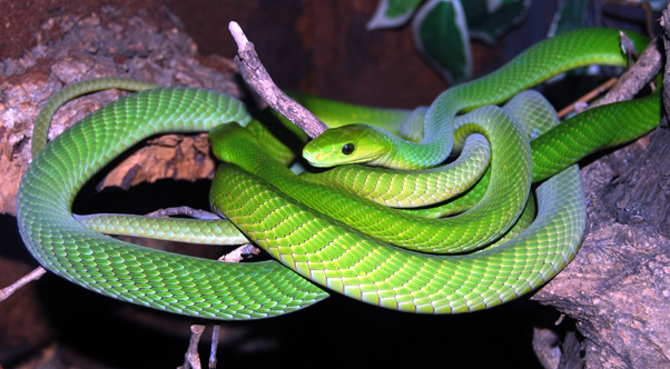Eastern Green Mamba svg #13, Download drawings
