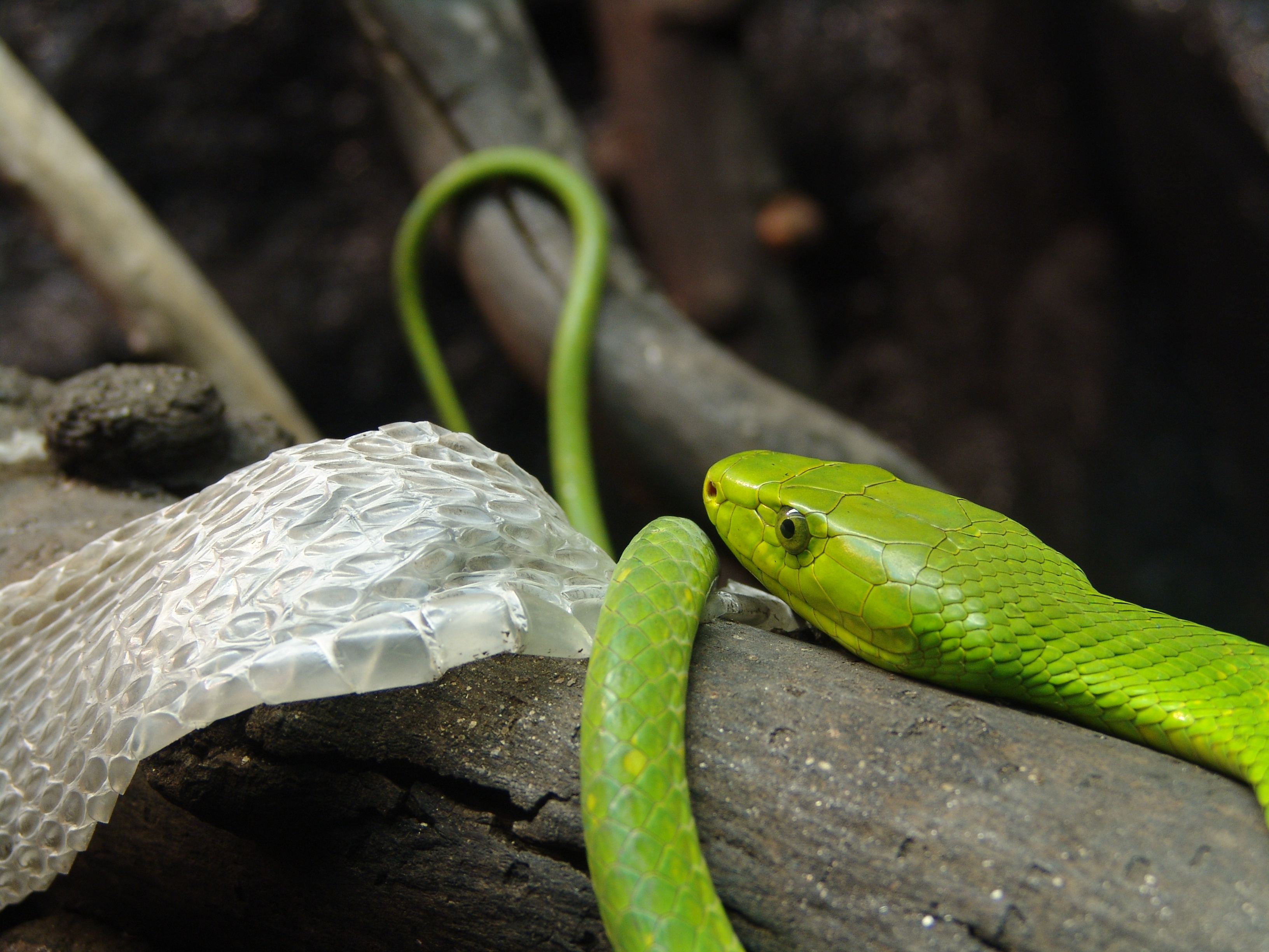 Eastern Green Mamba svg #10, Download drawings