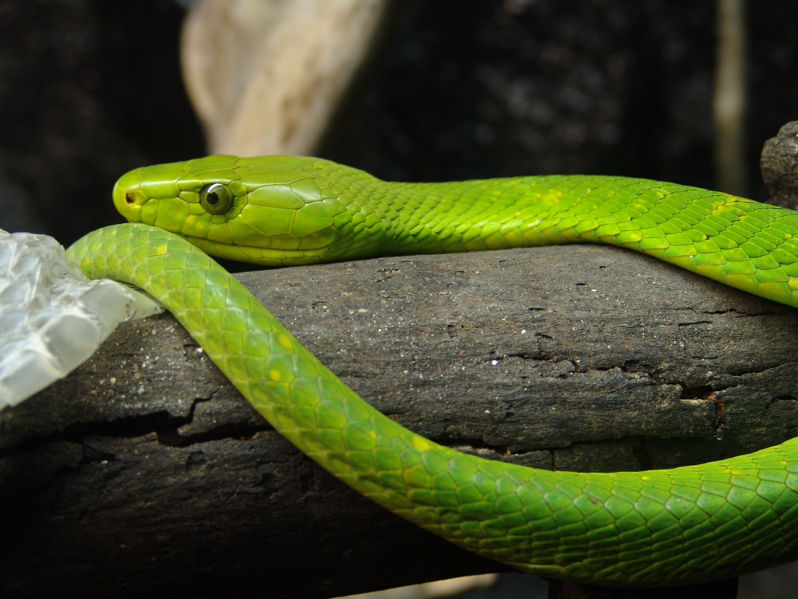 Eastern Green Mamba svg #9, Download drawings