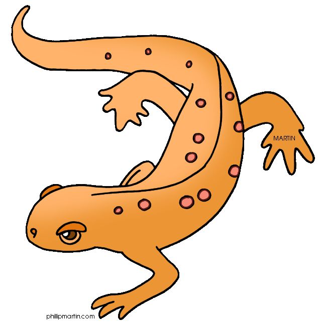 Eastern Newt  clipart #9, Download drawings