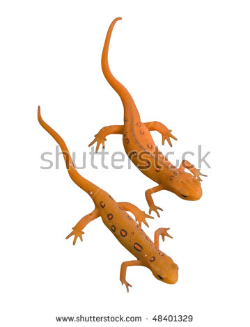 Eastern Newt  clipart #11, Download drawings