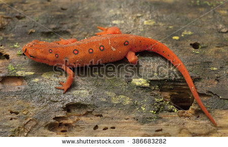 Eastern Newt  clipart #10, Download drawings