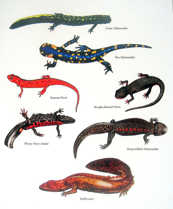 Eastern Newt  clipart #3, Download drawings