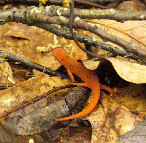 Eastern Newt  clipart #13, Download drawings