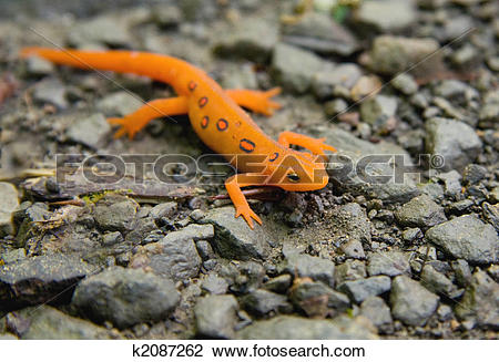 Eastern Newt  clipart #15, Download drawings