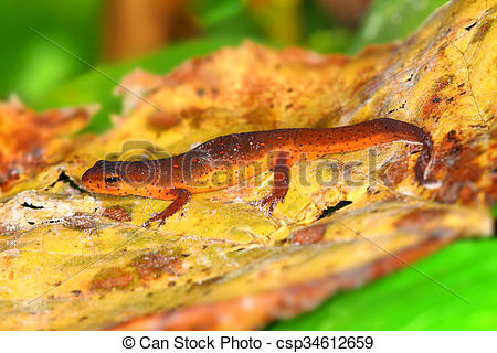 Eastern Newt  clipart #18, Download drawings
