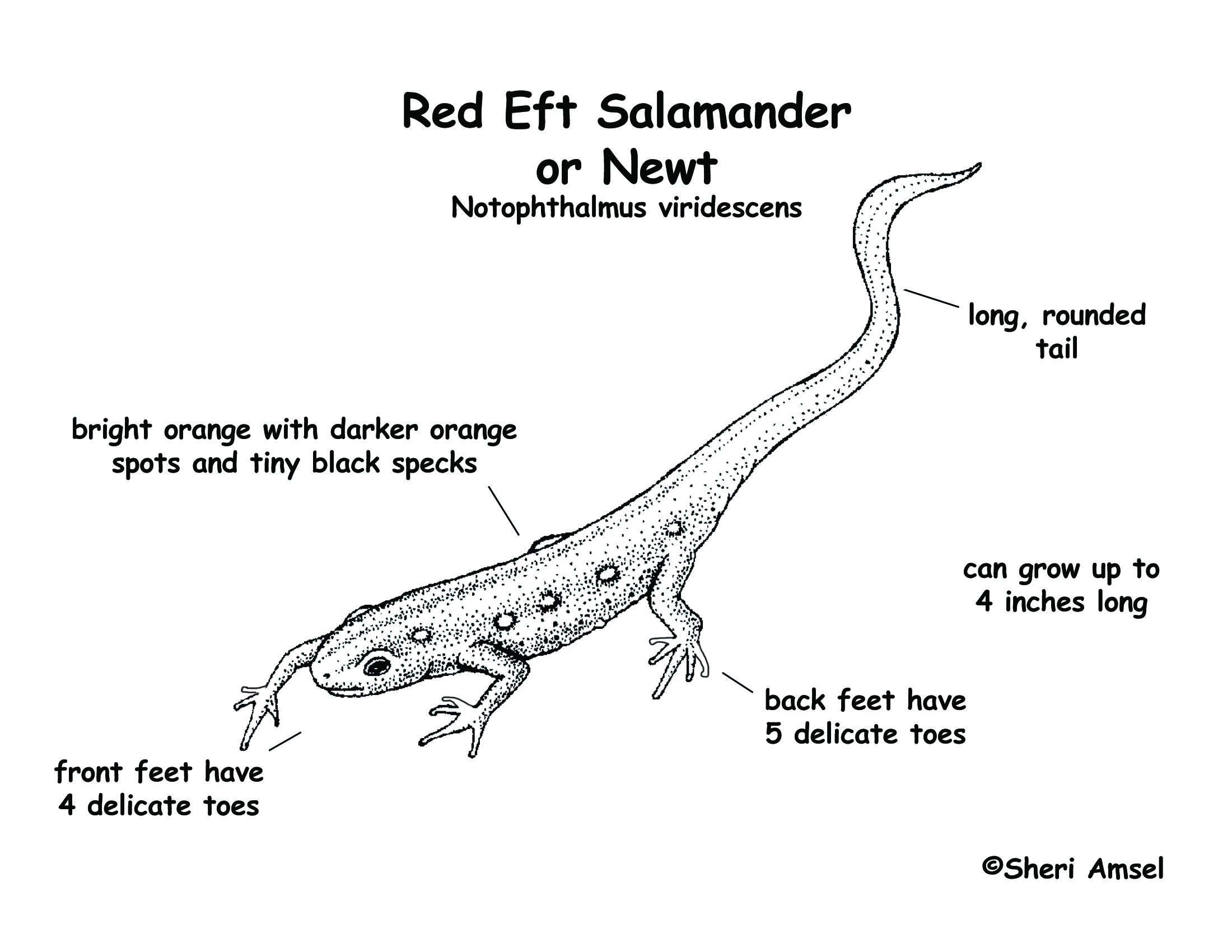 Eastern Newt  coloring #5, Download drawings