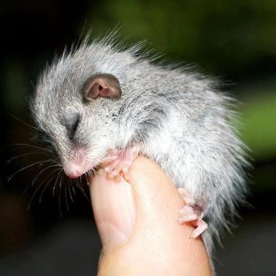 Eastern Pygmy Possum clipart #12, Download drawings