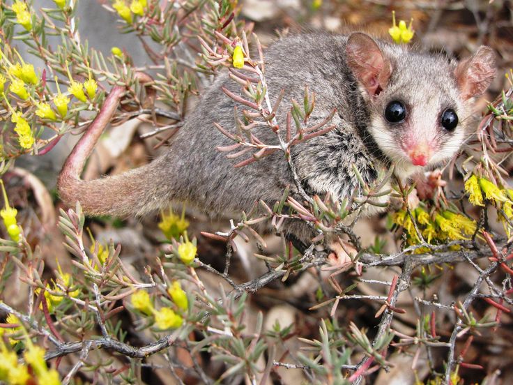 Eastern Pygmy Possum clipart #8, Download drawings
