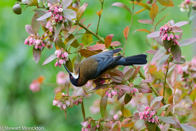 Eastern Spinebill coloring #3, Download drawings