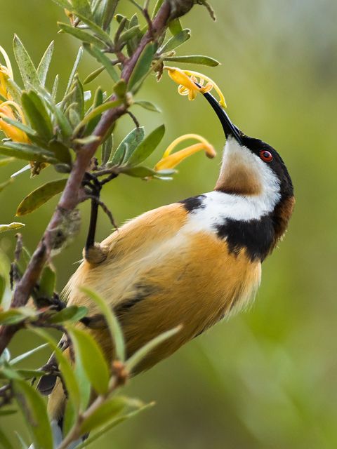 Eastern Spinebill coloring #7, Download drawings