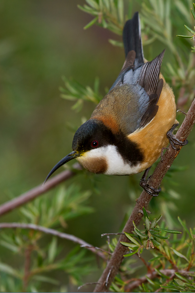 Eastern Spinebill svg #4, Download drawings