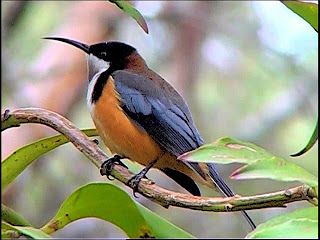 Eastern Spinebill svg #18, Download drawings