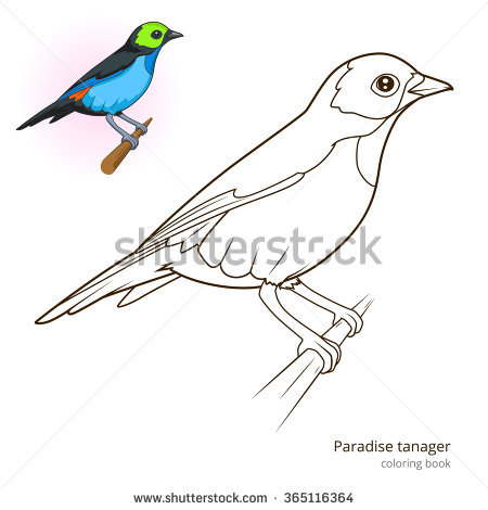 Blue Tanager coloring #20, Download drawings