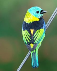 Eastern Tanager coloring #10, Download drawings
