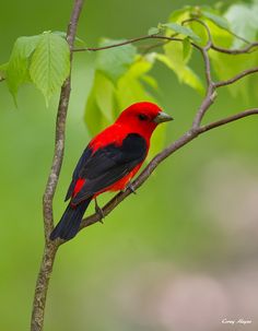 Scarlet Tanager coloring #12, Download drawings