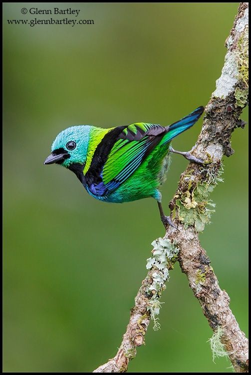 Eastern Tanager svg #8, Download drawings
