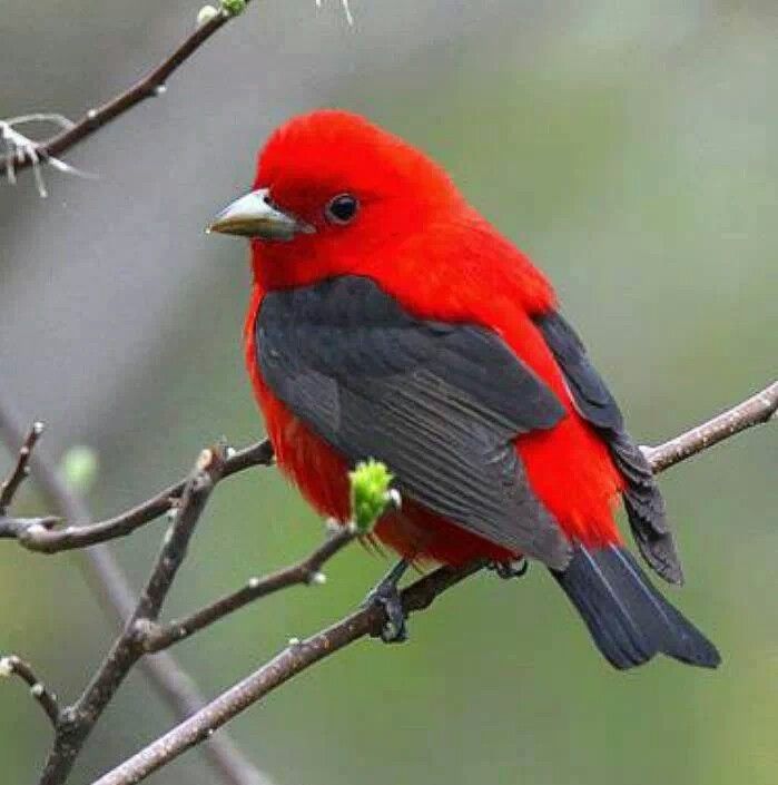 Scarlet Tanager svg #10, Download drawings