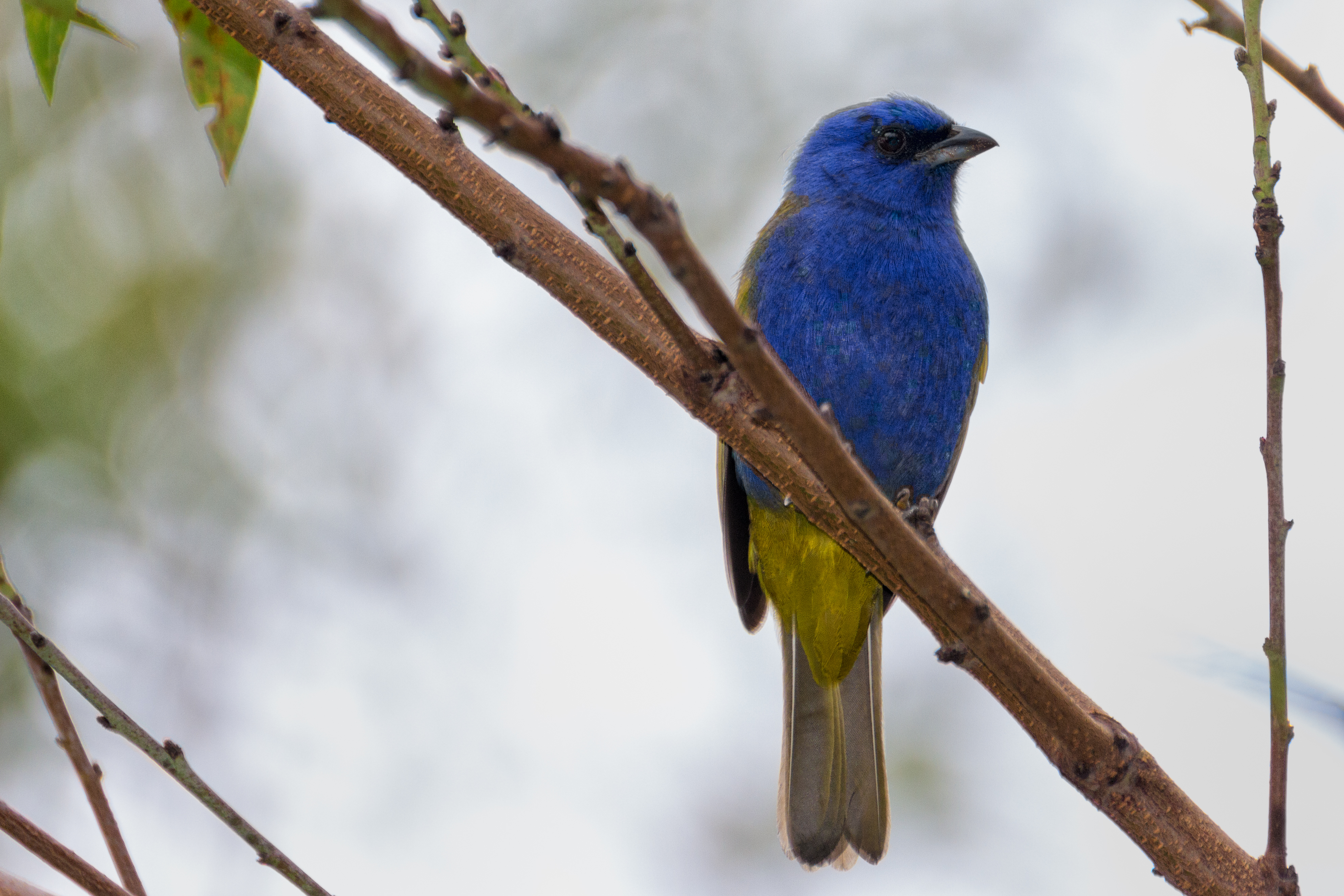 Eastern Tanager svg #11, Download drawings