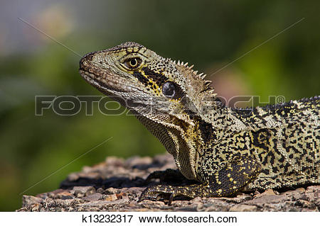 Eastern Water Dragon clipart #2, Download drawings
