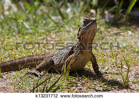Eastern Water Dragon clipart #8, Download drawings