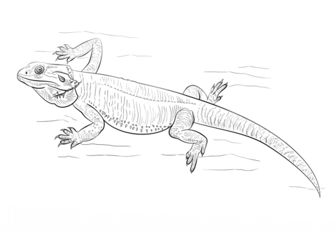Eastern Water Dragon coloring #14, Download drawings