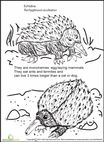 Echidna coloring #14, Download drawings