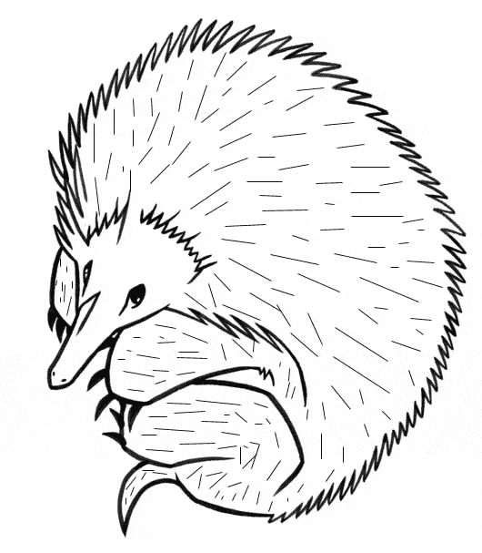 Echidna coloring #5, Download drawings