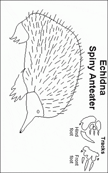 Echidna coloring #10, Download drawings