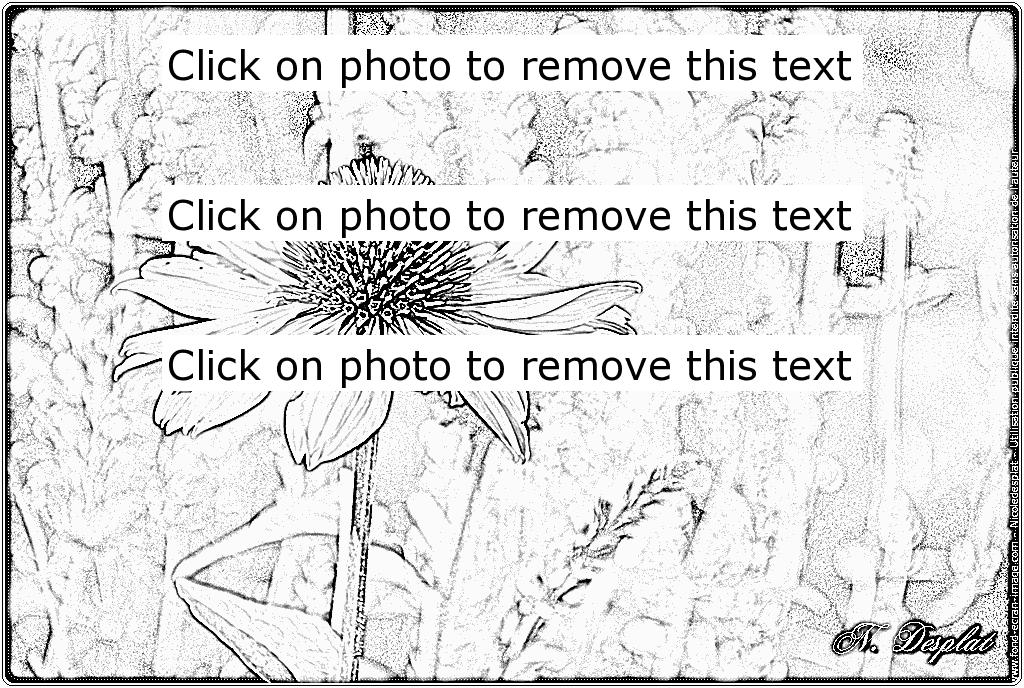 Echinacea coloring #1, Download drawings
