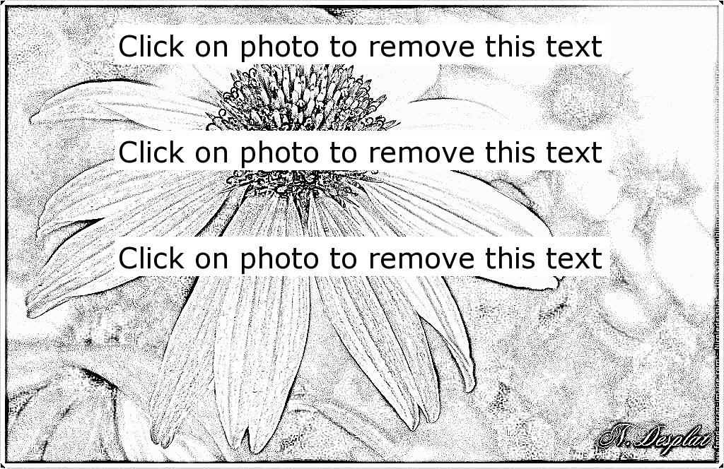 Echinacea coloring #3, Download drawings
