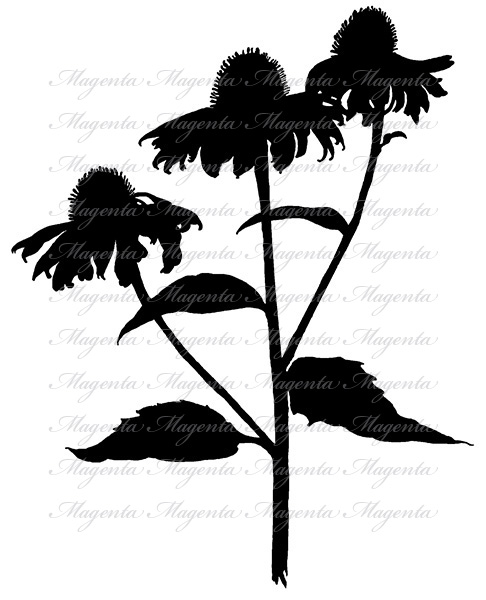 Echinacea svg #5, Download drawings