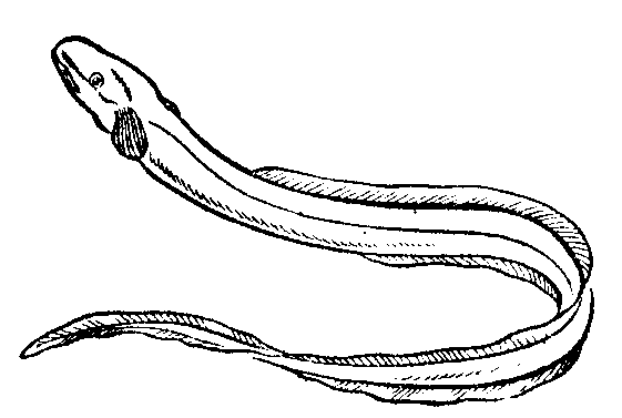 Eels clipart #16, Download drawings