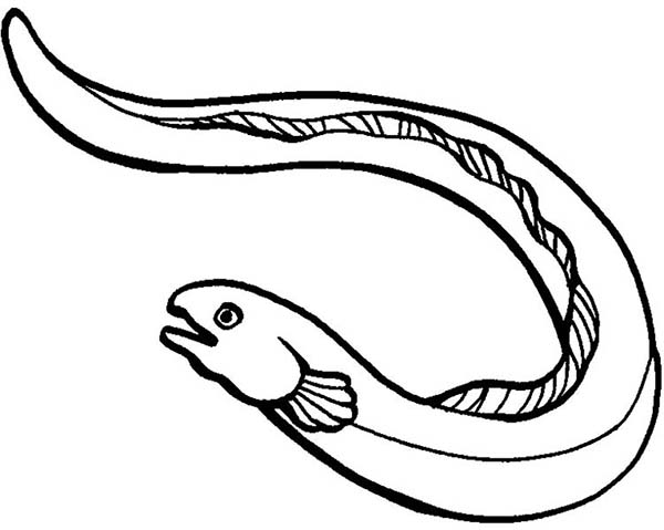 Eel coloring #19, Download drawings