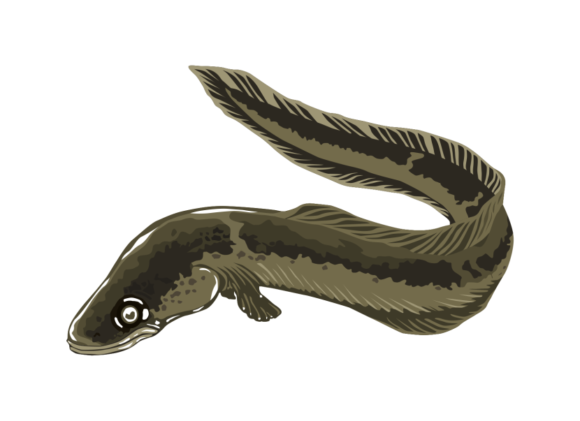 Eels clipart #6, Download drawings