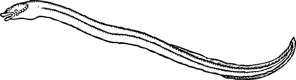 Eels clipart #1, Download drawings