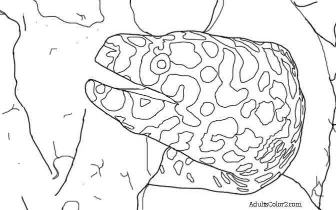 Eels coloring #16, Download drawings