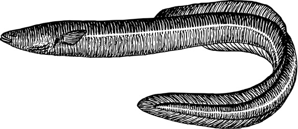 Eels svg #13, Download drawings