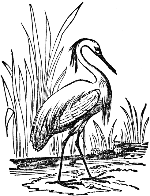 Egret clipart #2, Download drawings