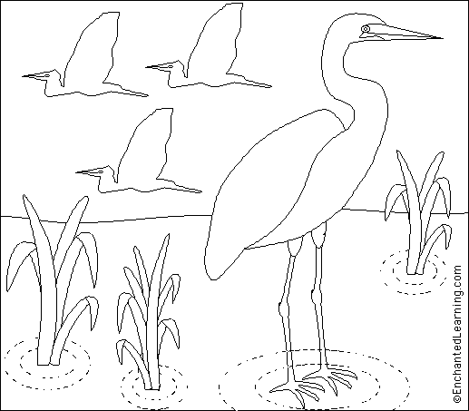 Great Egrets coloring #20, Download drawings