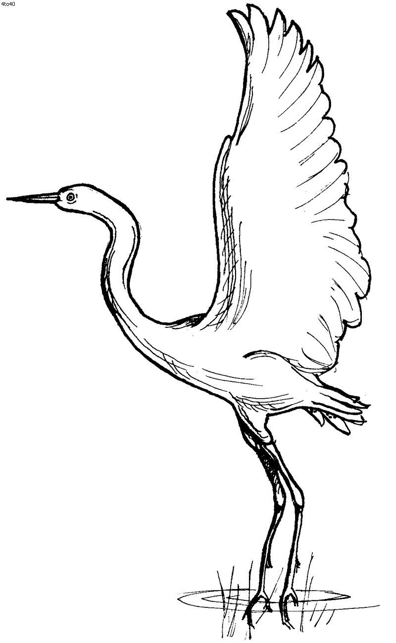 Heron coloring #11, Download drawings