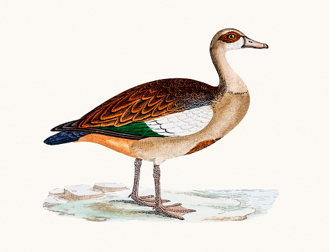 Egyptian Goose clipart #20, Download drawings