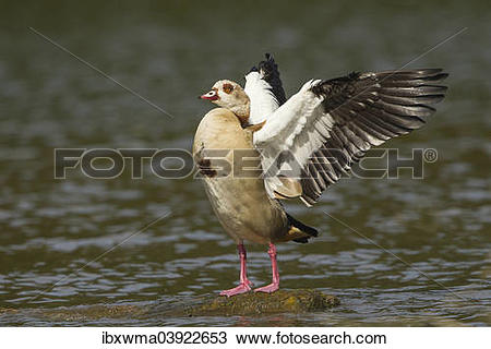 Egyptian Goose clipart #11, Download drawings