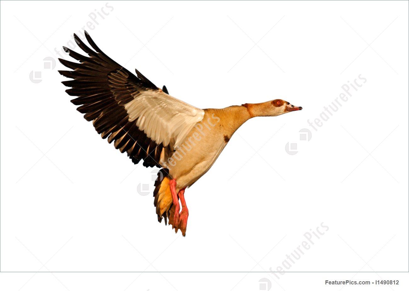 Egyptian Goose clipart #6, Download drawings