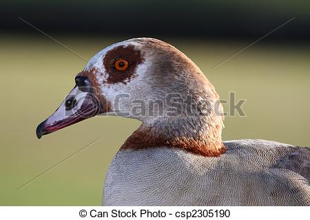 Egyptian Goose clipart #16, Download drawings