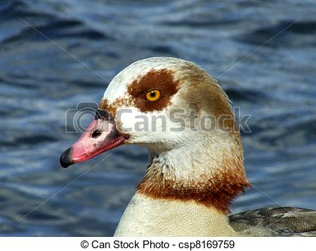 Egyptian Goose clipart #7, Download drawings