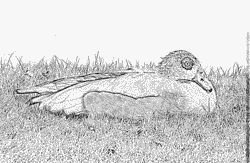 Egyptian Goose coloring #9, Download drawings