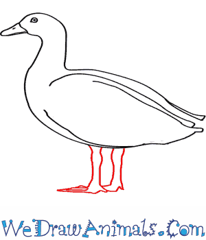 Egyptian Goose coloring #19, Download drawings